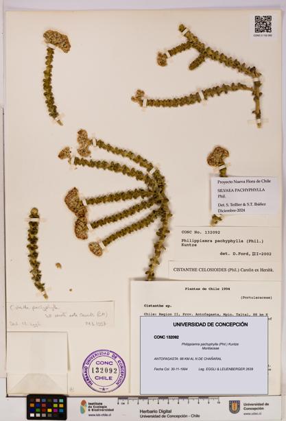 Philippiamra pachyphylla [Espécimen: ]