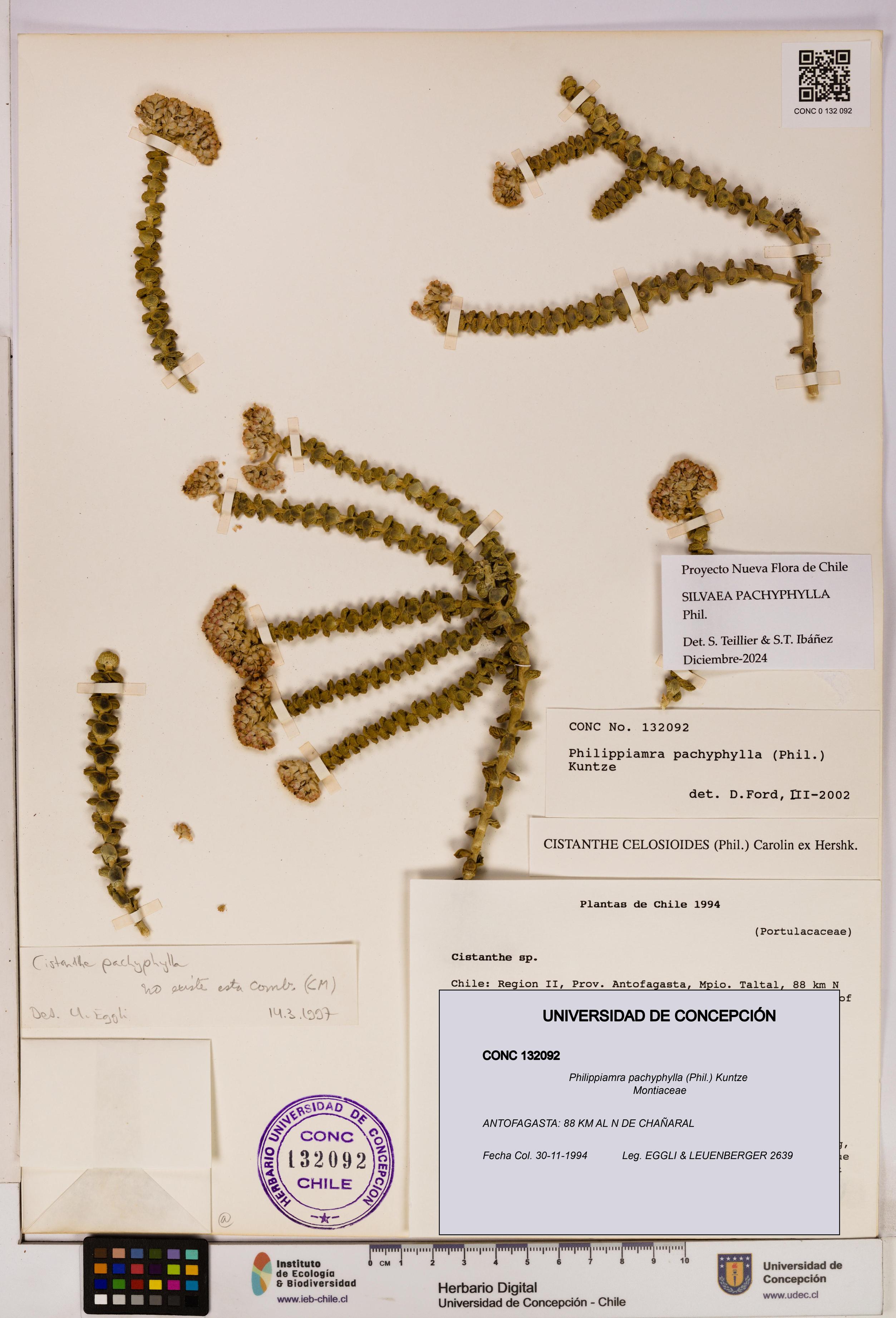 Philippiamra pachyphylla [Espécimen: ]