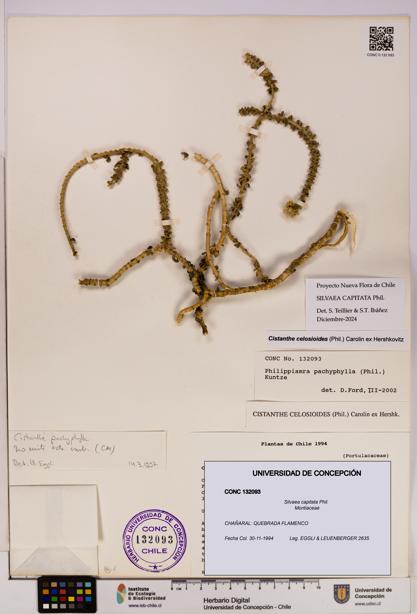 Silvaea capitata [Espécimen: UDEC:CONC:0132093]