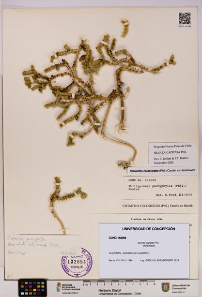 Silvaea capitata [Espécimen: UDEC:CONC:0132094]