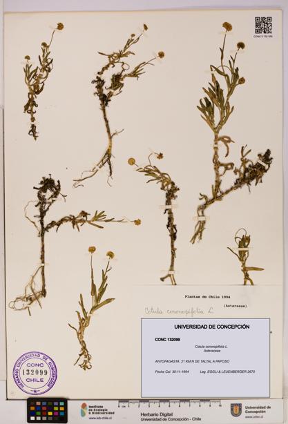 Cotula coronopifolia [Espécimen: UDEC:CONC:0132099]