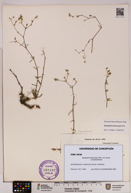 Spergularia stenocarpa [Espécimen: UDEC:CONC:0132102]