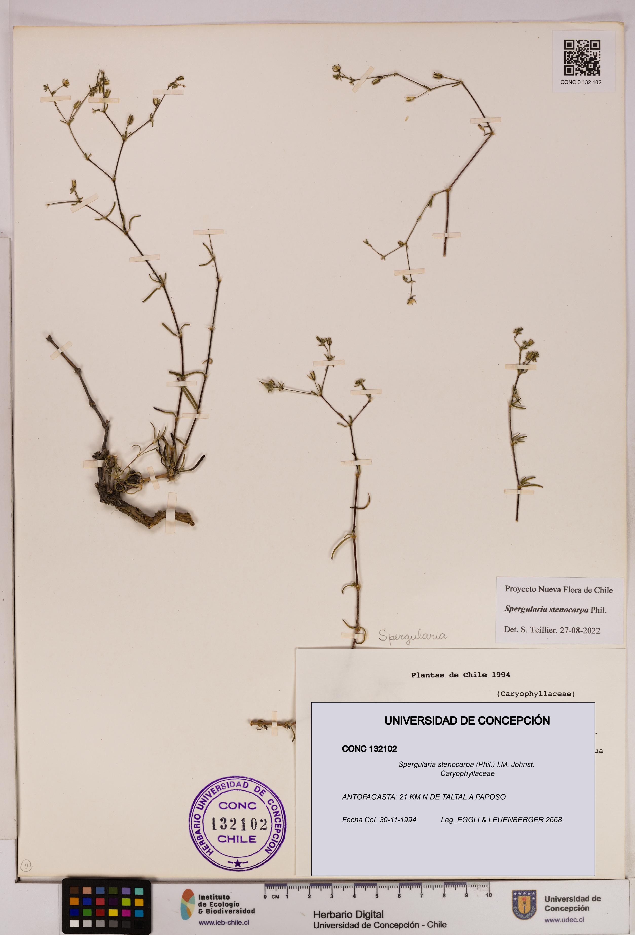 Spergularia stenocarpa [Espécimen: UDEC:CONC:0132102]