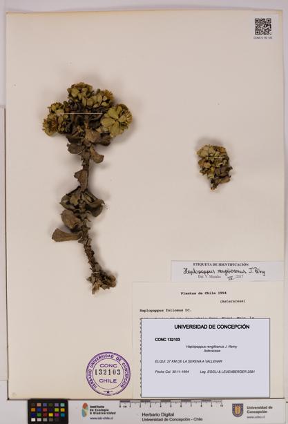 Haplopappus rengifoanus [Espécimen: UDEC:CONC:0132103]