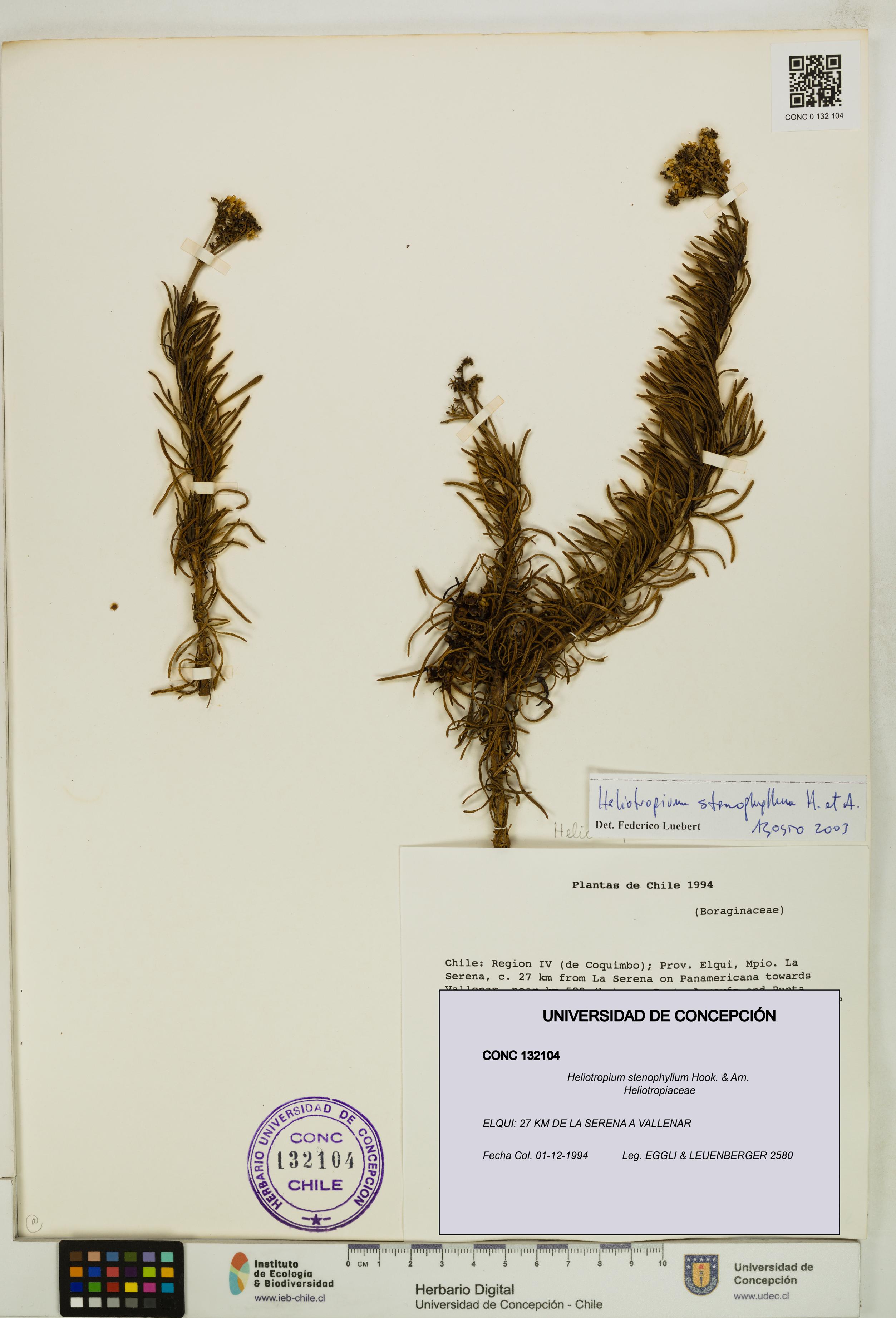 Heliotropium stenophyllum [Espécimen: UDEC:CONC:0132104]