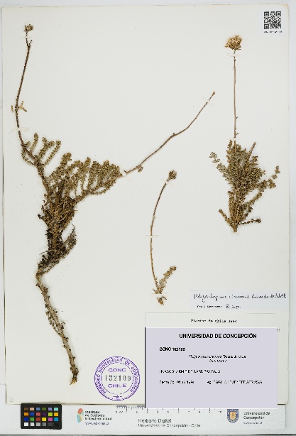 Polyachyrus cinereus [Espécimen: UDEC:CONC:0132109]