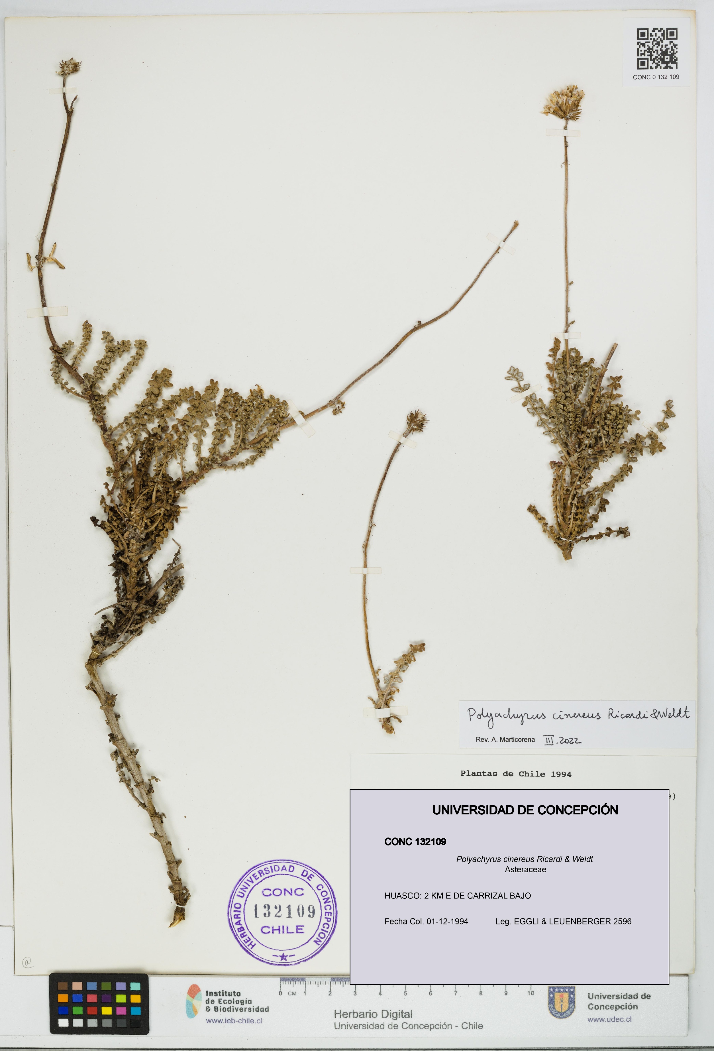 Polyachyrus cinereus [Espécimen: UDEC:CONC:0132109]