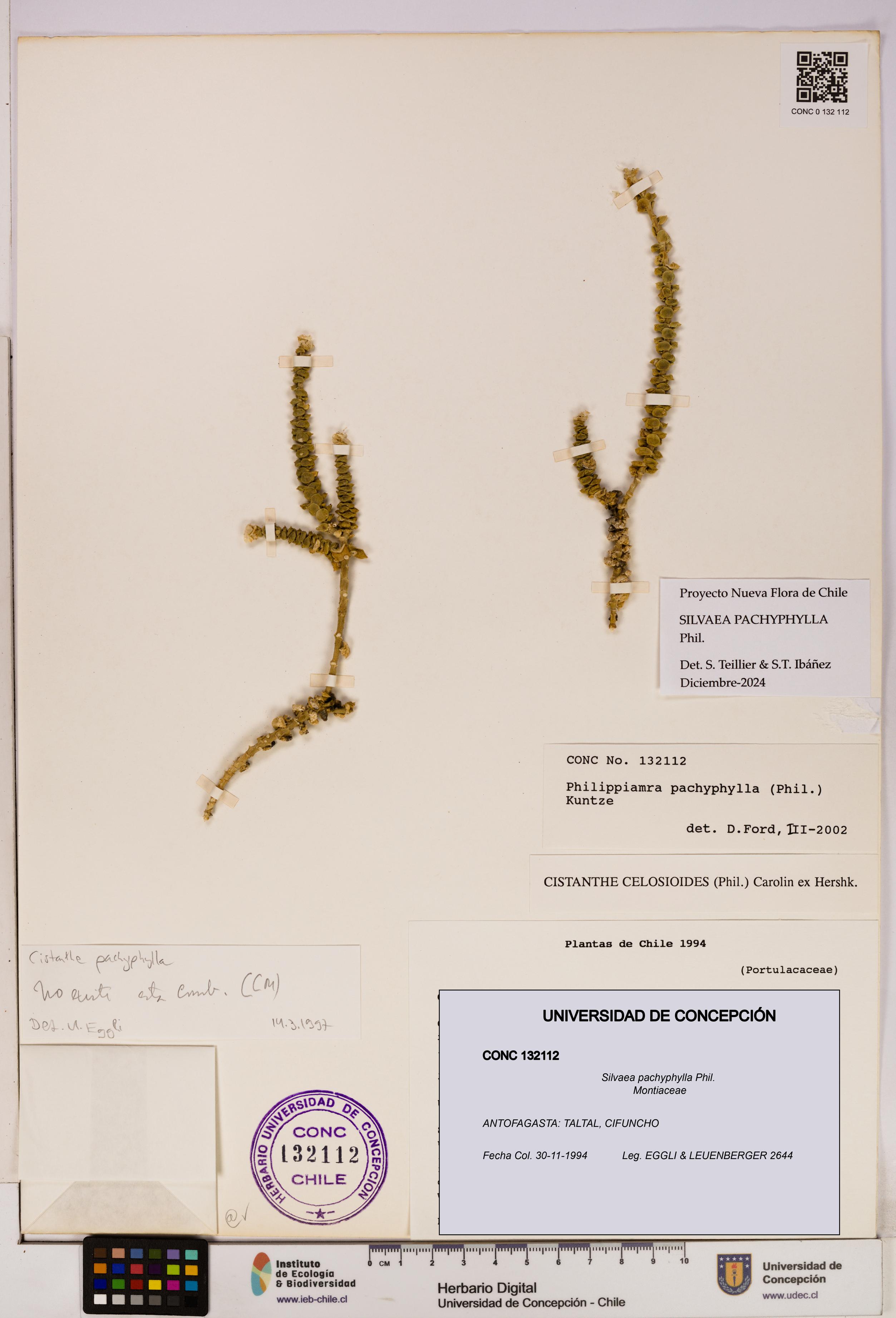 Silvaea pachyphylla [Espécimen: UDEC:CONC:0132112]