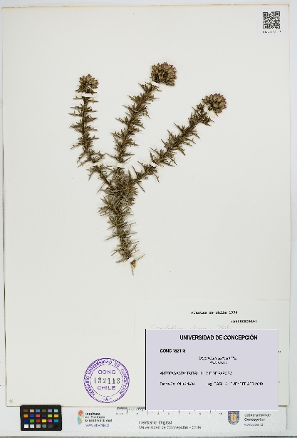 Oxyphyllum ulicinum [Espécimen: ]
