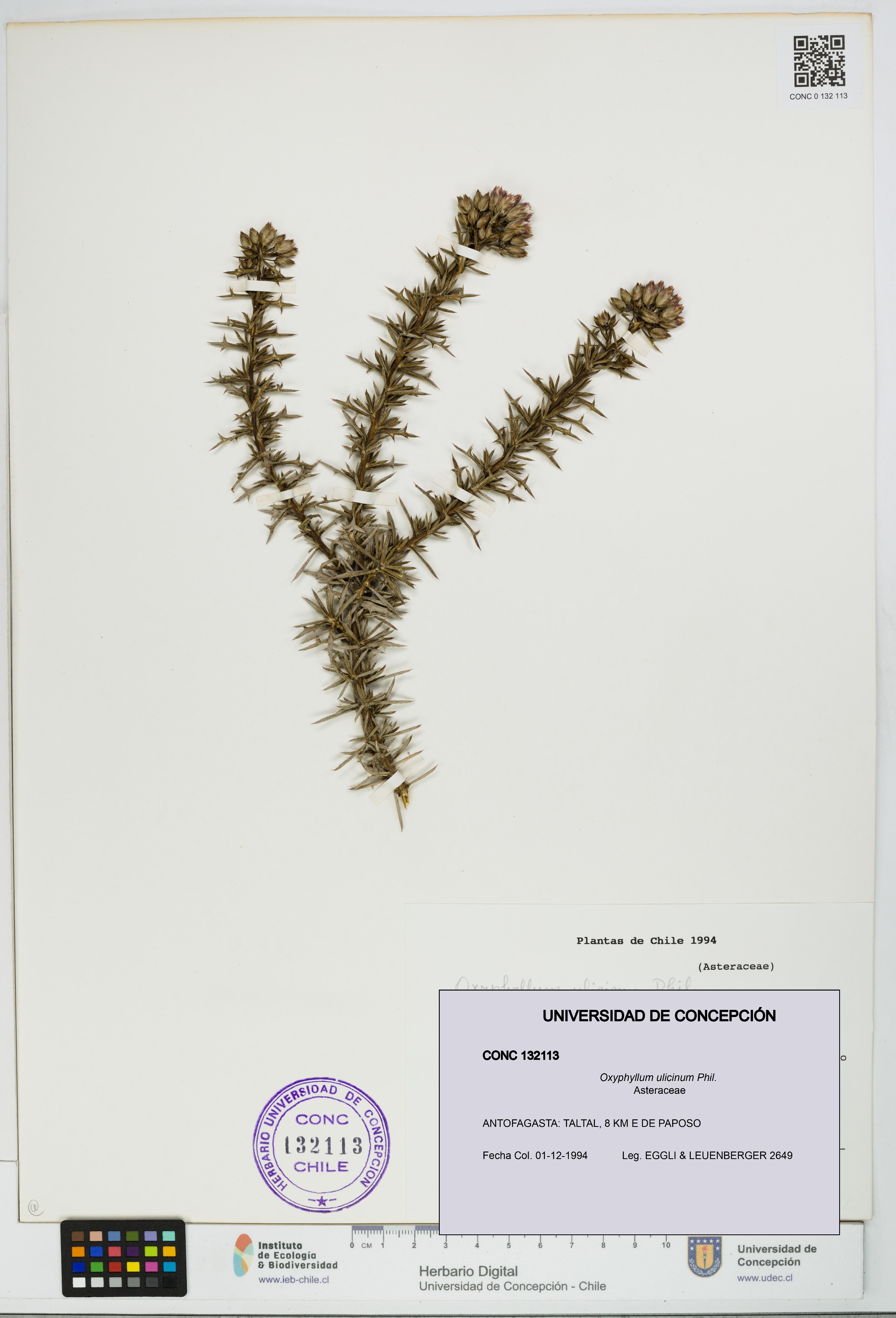 Oxyphyllum ulicinum [Espécimen: ]