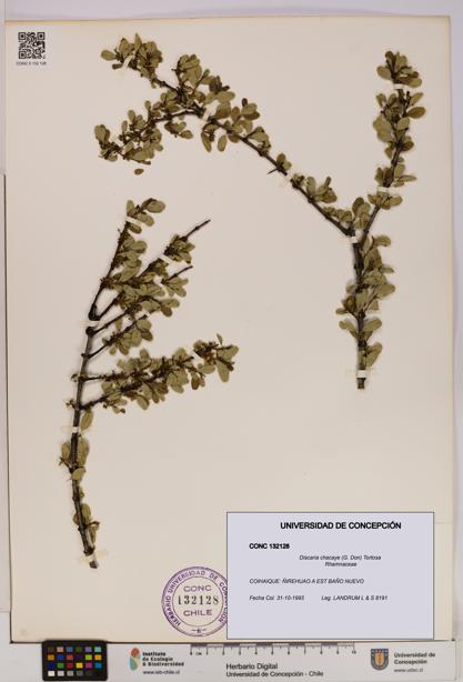 Discaria chacaye [Espécimen: UDEC:CONC:0132128]