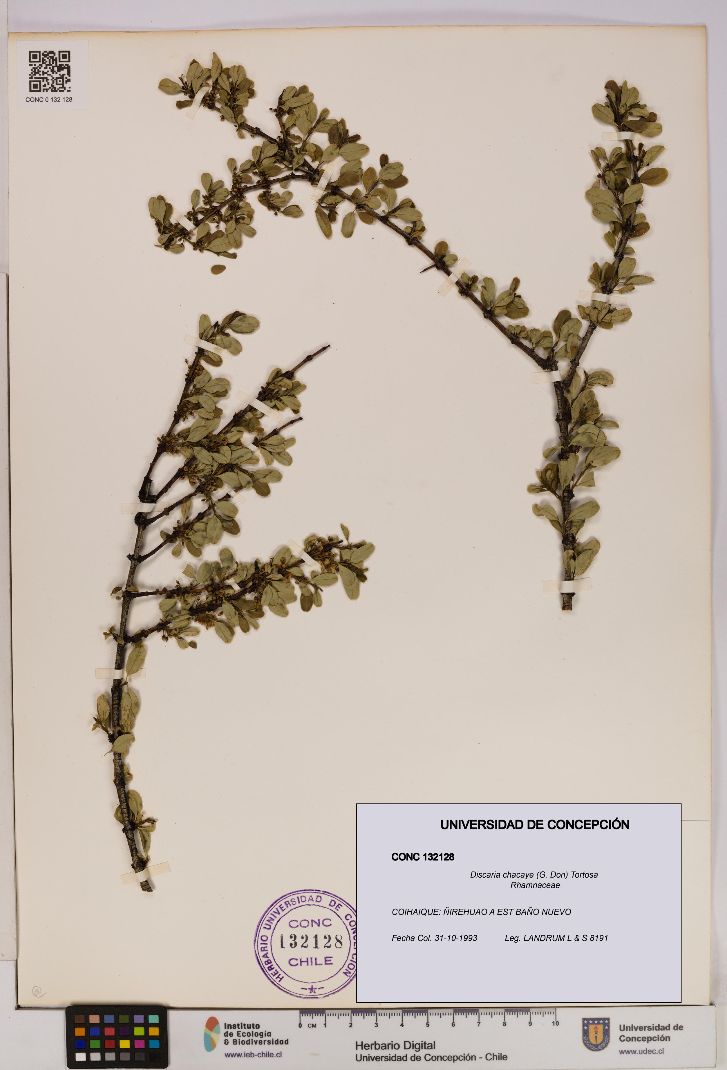 Discaria chacaye [Espécimen: UDEC:CONC:0132128]