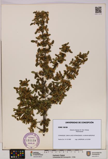 Discaria chacaye [Espécimen: UDEC:CONC:0132129]