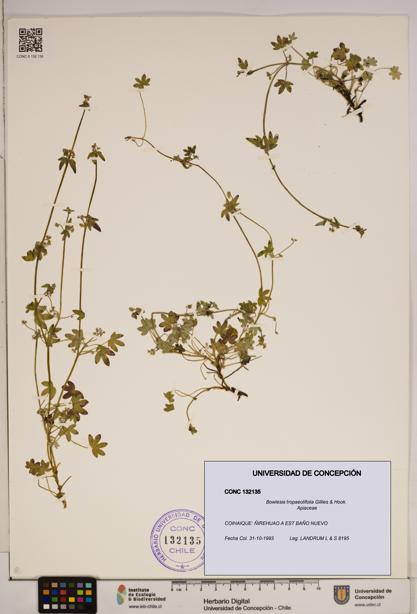 Bowlesia tropaeolifolia [Espécimen: ]