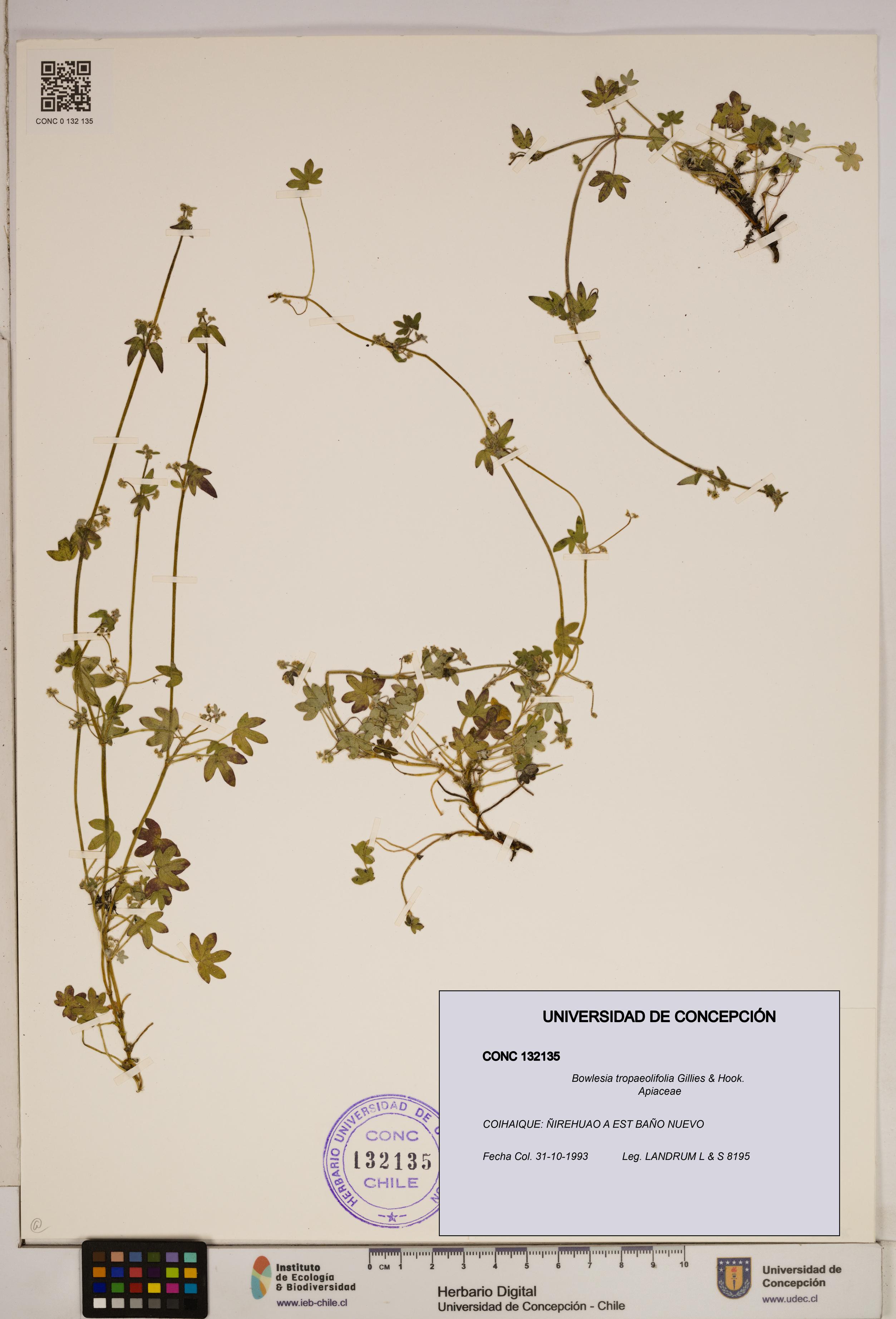 Bowlesia tropaeolifolia [Espécimen: ]