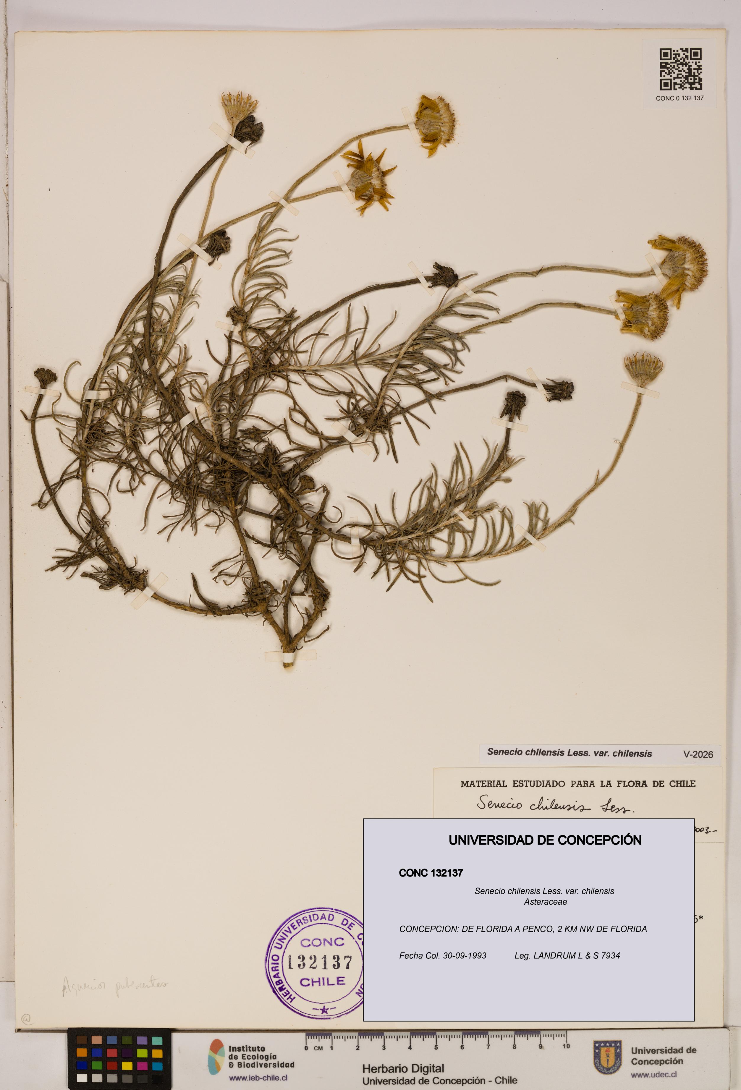 Senecio chilensis var. chilensis [Espécimen: UDEC:CONC:0132137]