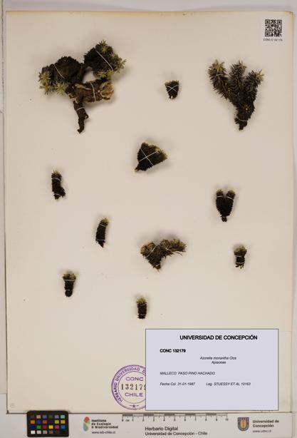 Azorella monantha [Espécimen: ]