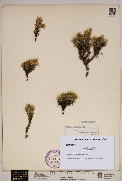 Azorella nivalis [Espécimen: ]