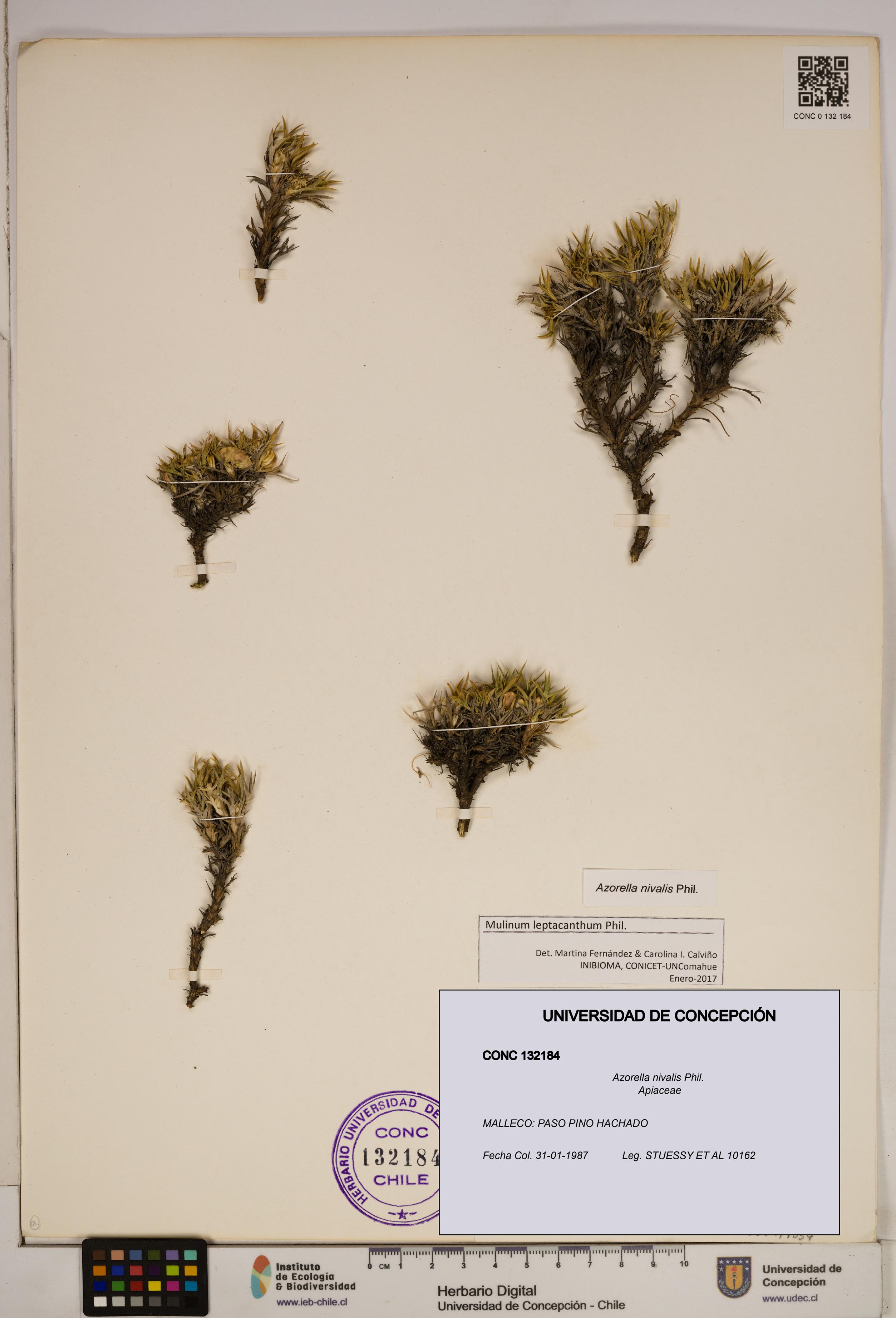 Azorella nivalis [Espécimen: ]