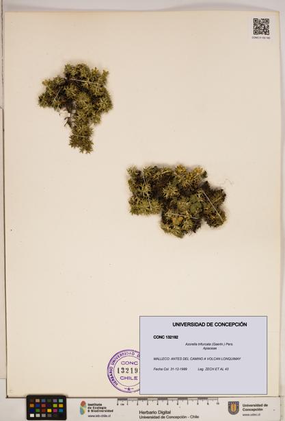 Azorella trifurcata [Espécimen: ]