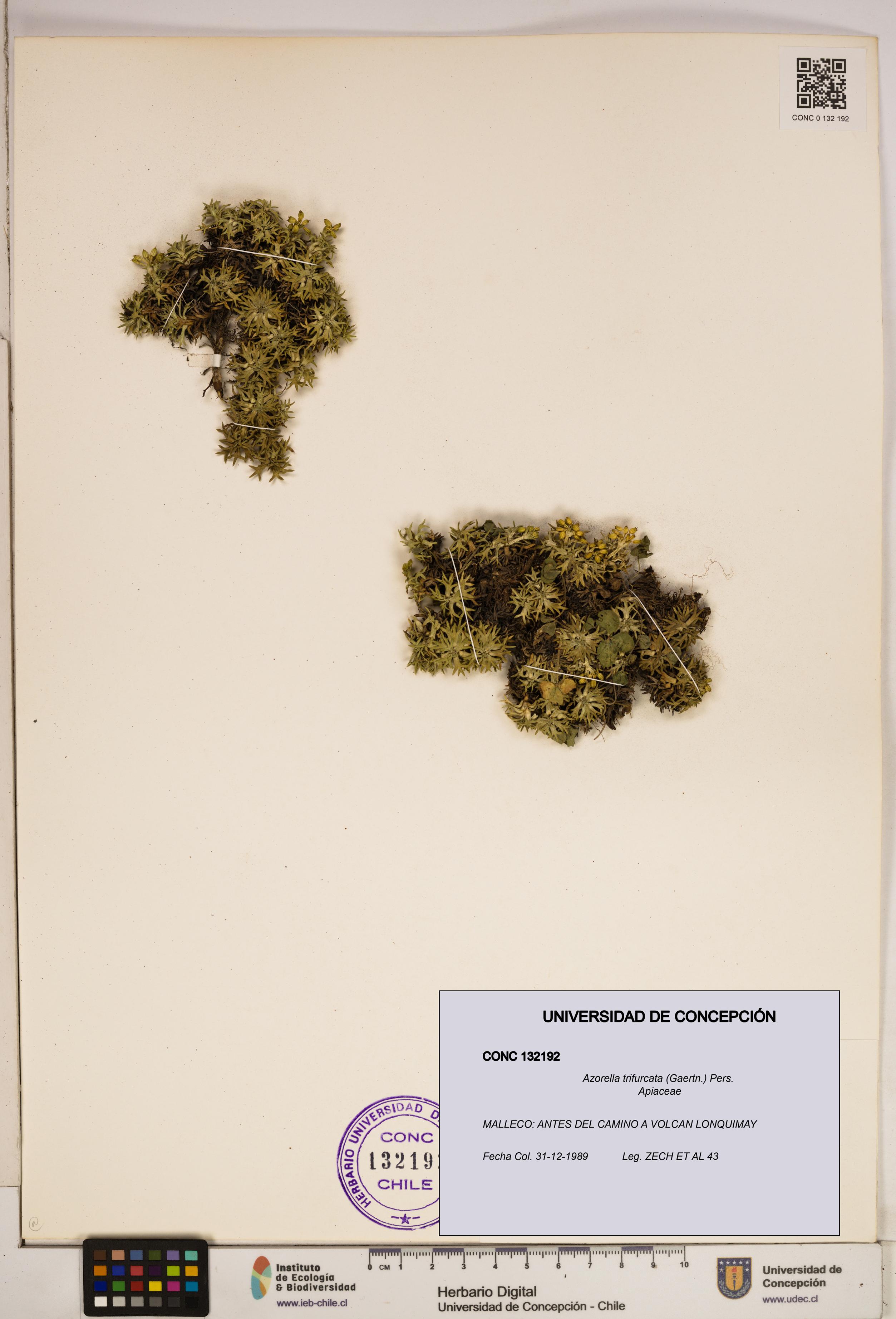 Azorella trifurcata [Espécimen: ]