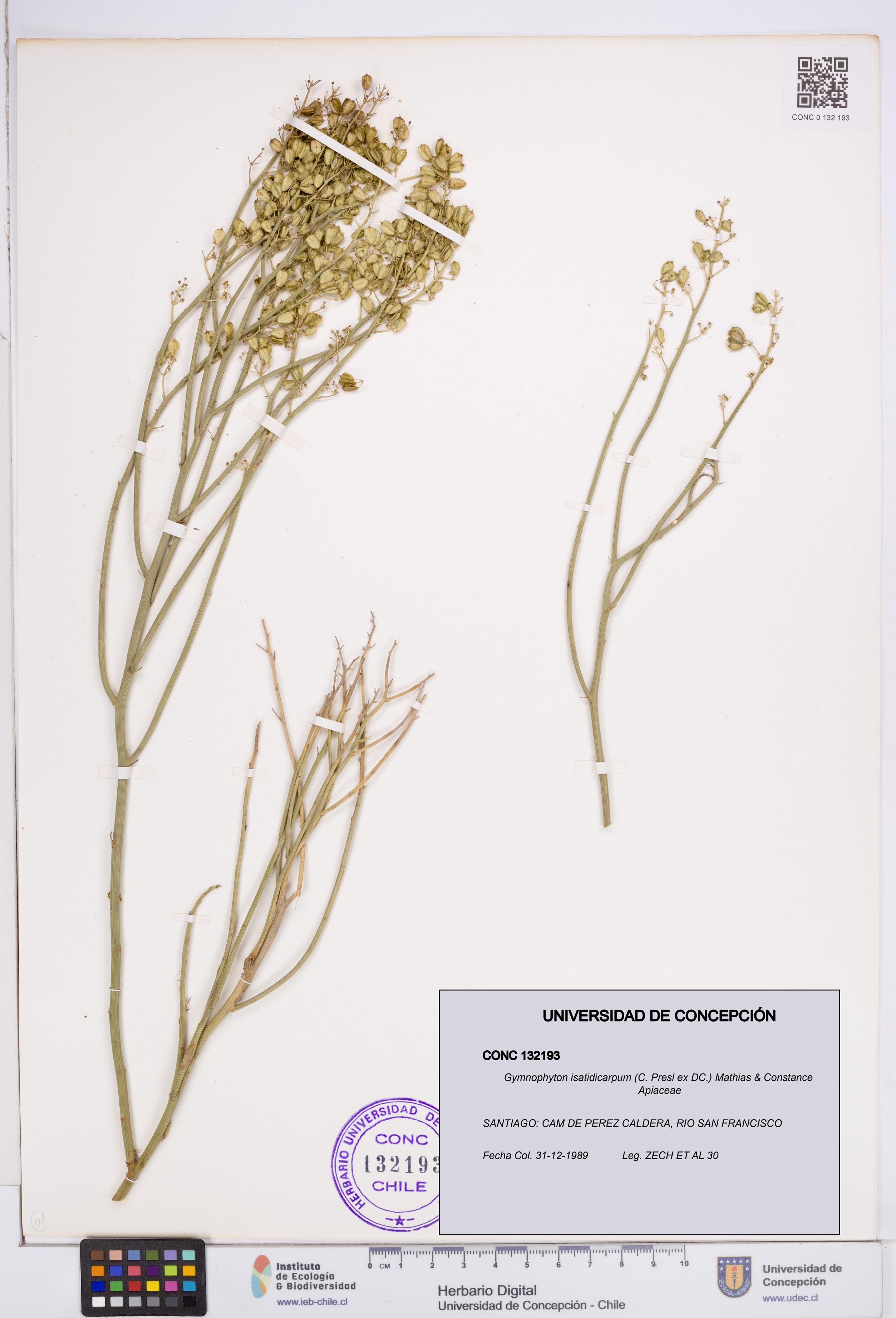 Gymnophyton isatidicarpum [Espécimen: ]