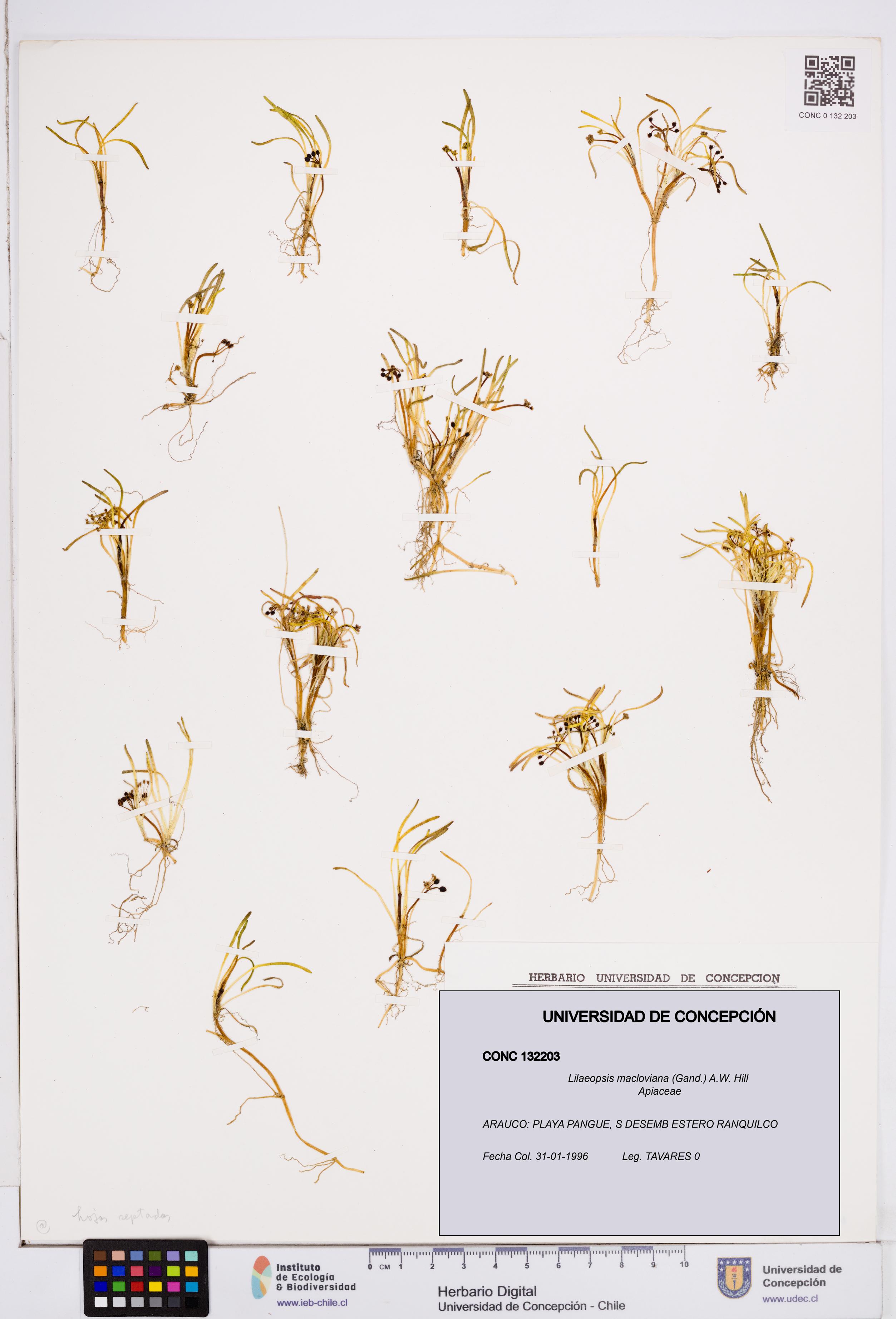 Lilaeopsis macloviana [Espécimen: ]
