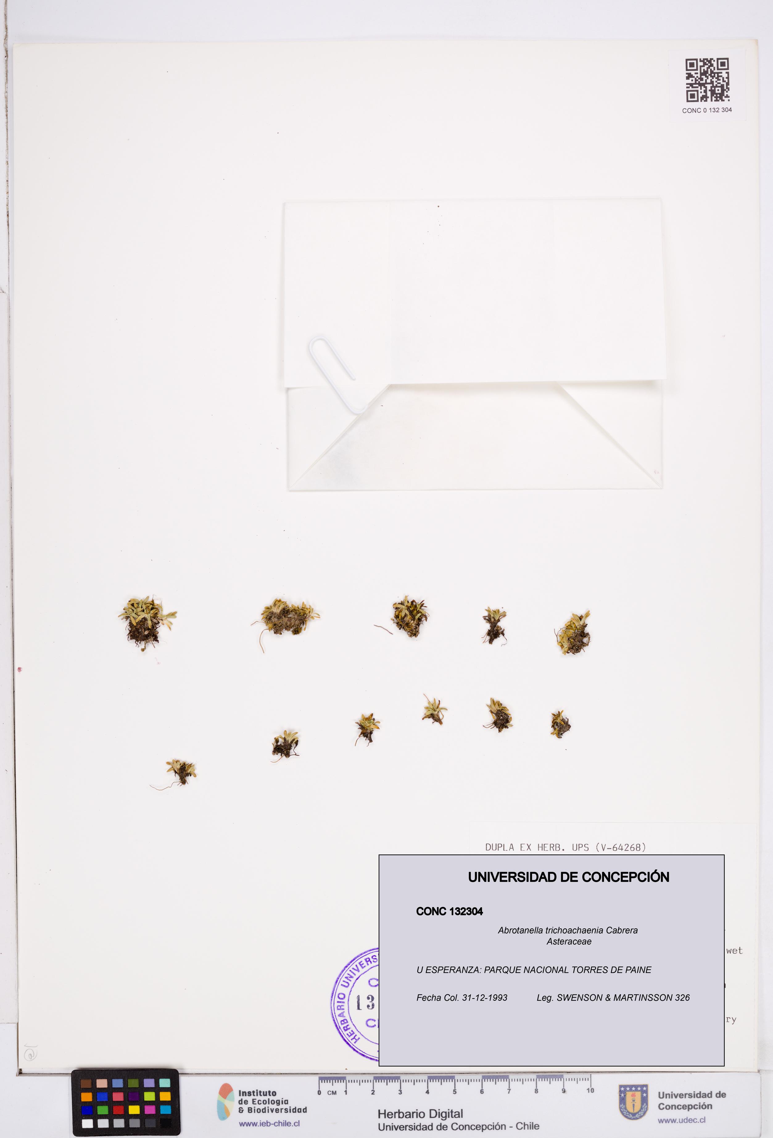 Abrotanella trichoachaenia [Espécimen: ]