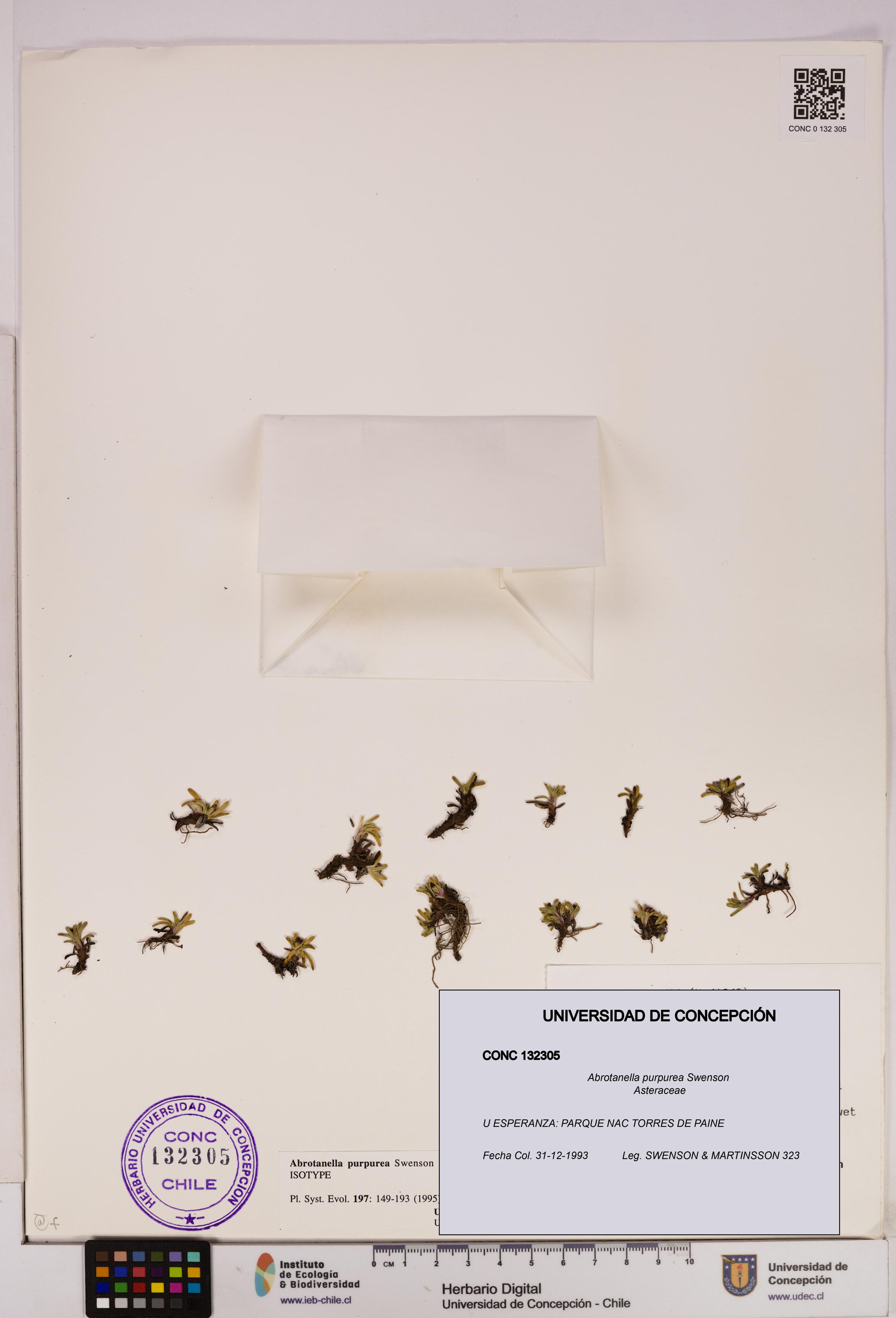 Abrotanella purpurea [Espécimen: UDEC:CONC:0132305]