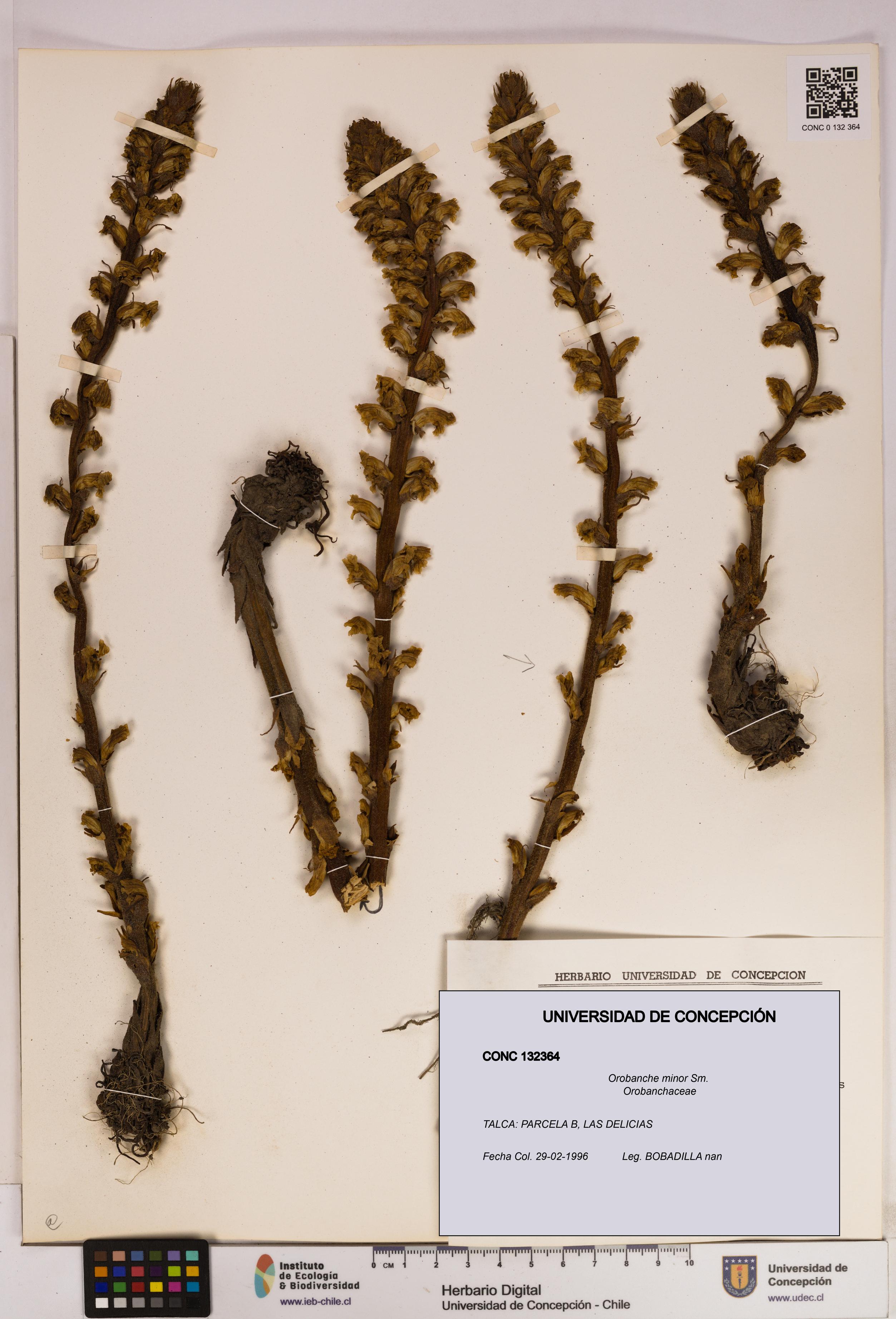 Orobanche minor [Espécimen: UDEC:CONC:0132364]