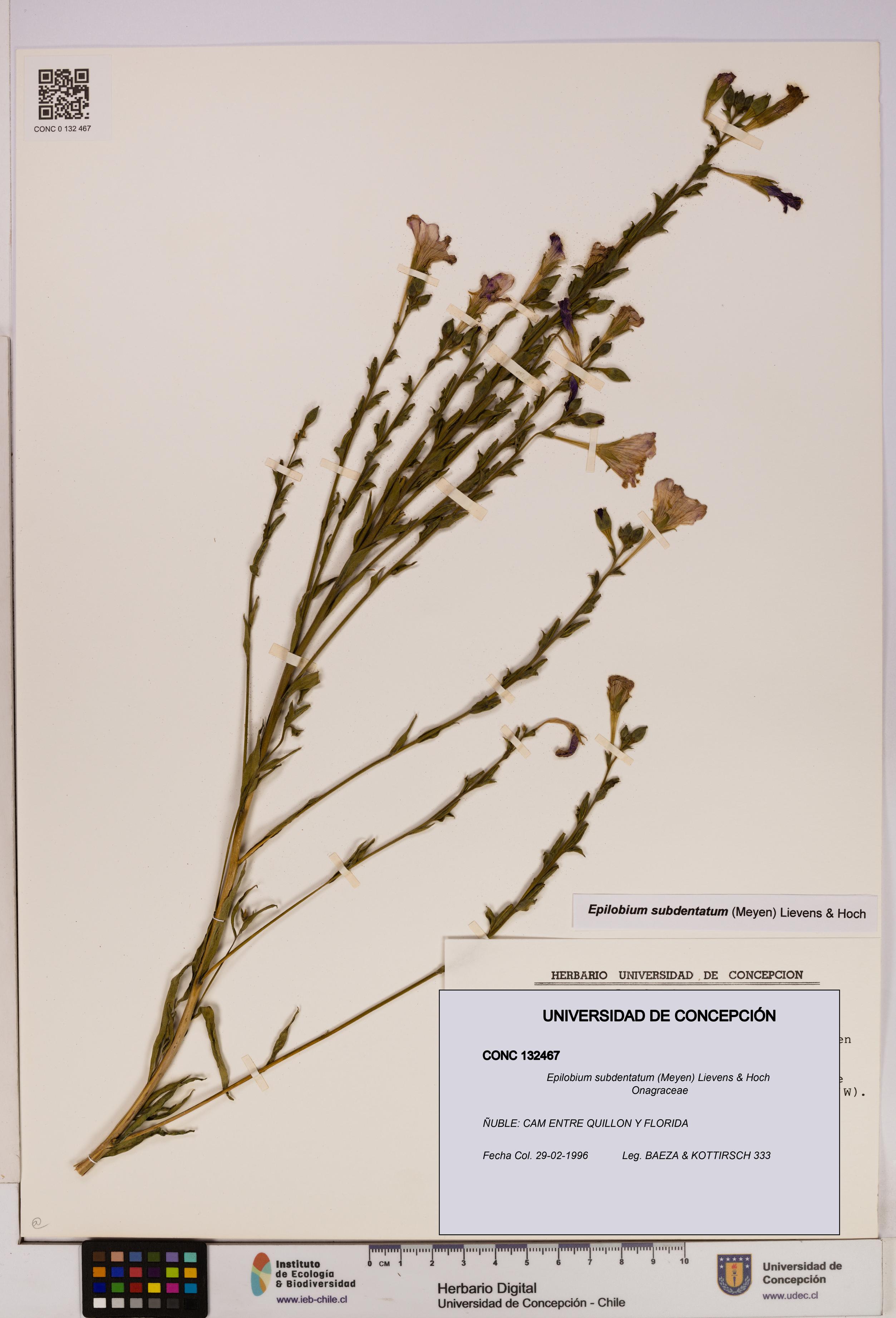 Epilobium subdentatum [Espécimen: UDEC:CONC:0132467]