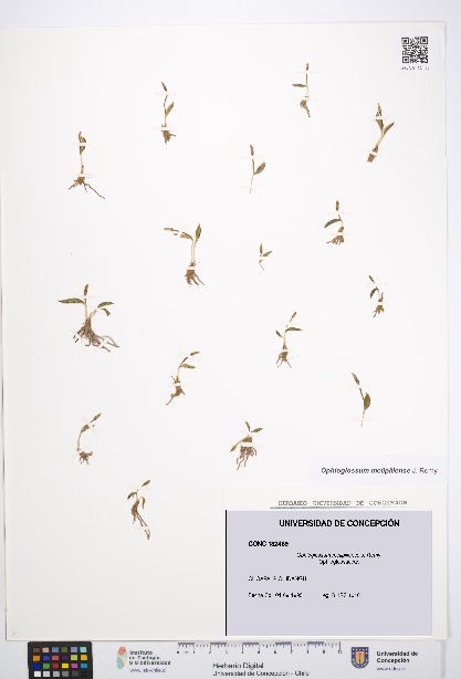 Ophioglossum melipillense [Espécimen: UDEC:CONC:0132469]