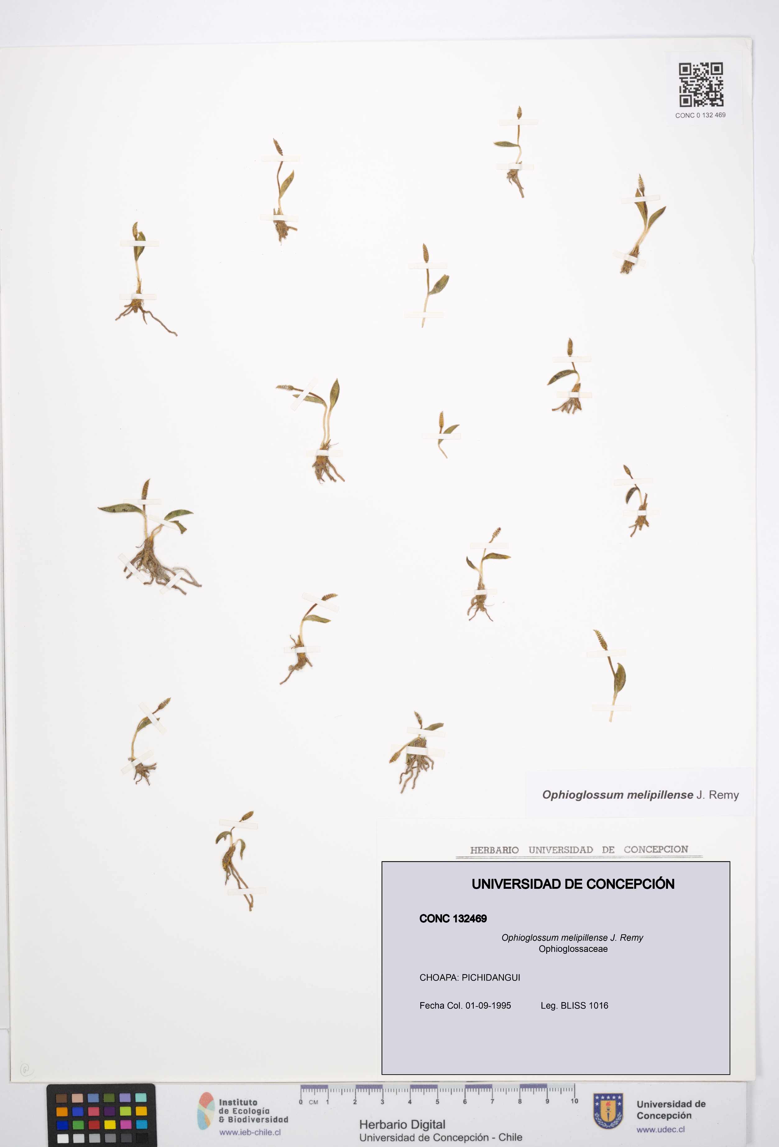 Ophioglossum melipillense [Espécimen: UDEC:CONC:0132469]