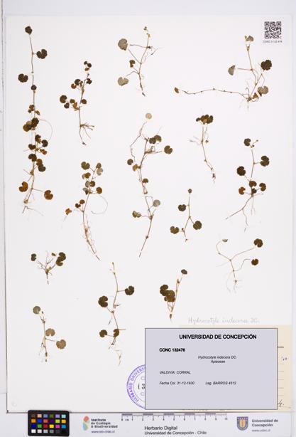 Hydrocotyle indecora [Espécimen: ]