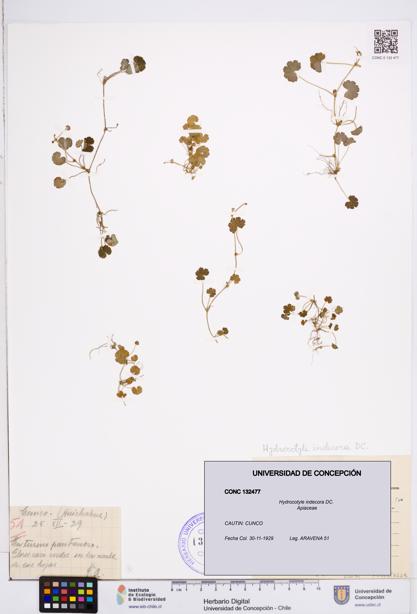 Hydrocotyle indecora [Espécimen: ]