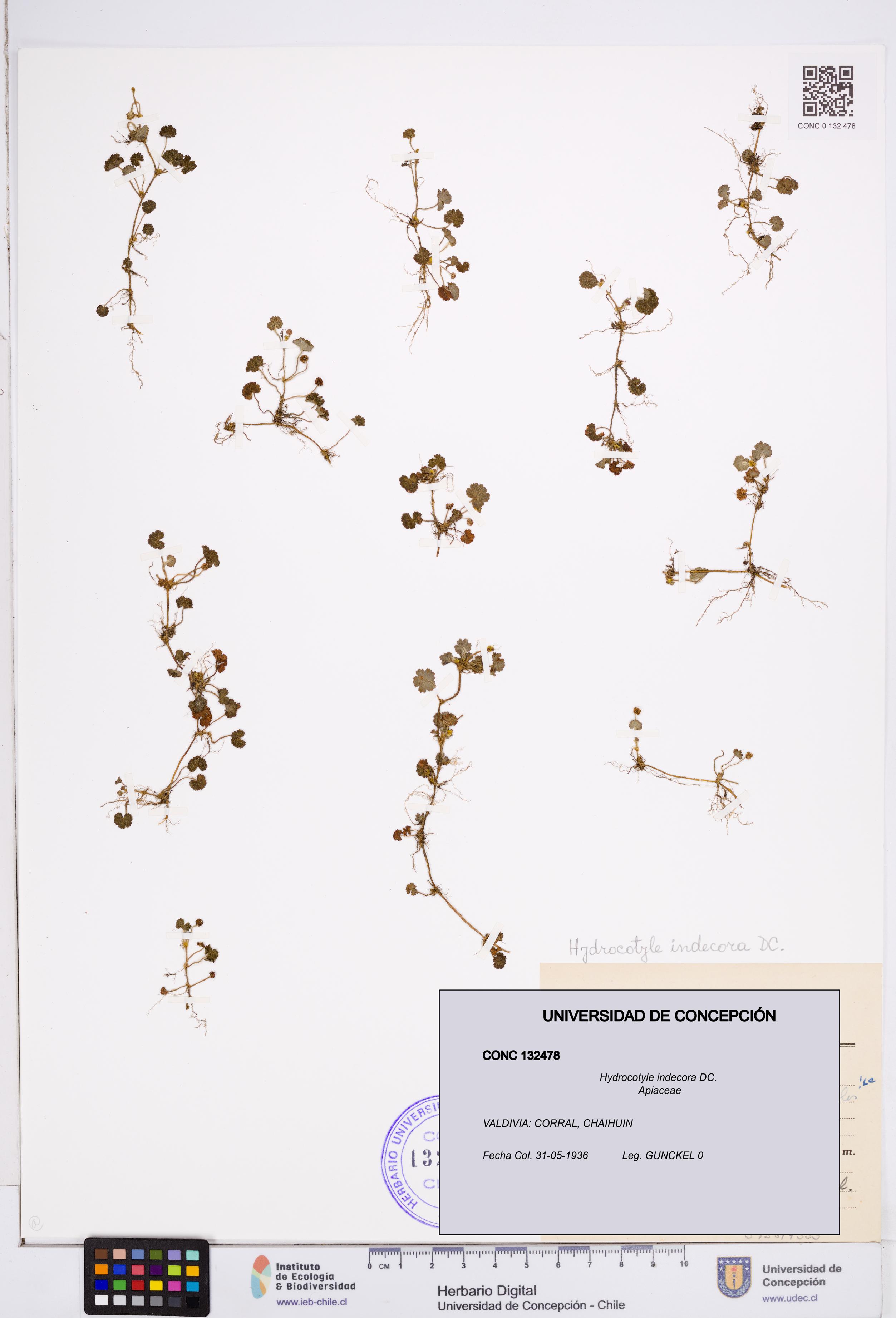 Hydrocotyle indecora [Espécimen: ]