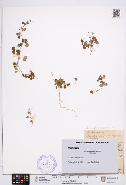 Hydrocotyle indecora [Espécimen: ]