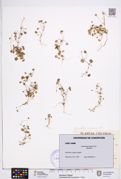 Hydrocotyle indecora [Espécimen: ]