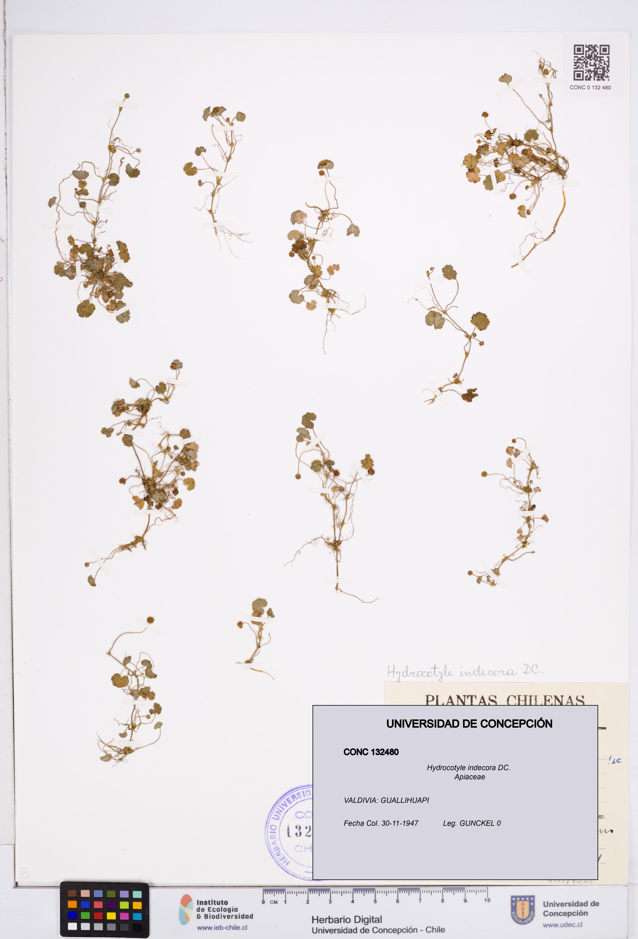 Hydrocotyle indecora [Espécimen: ]