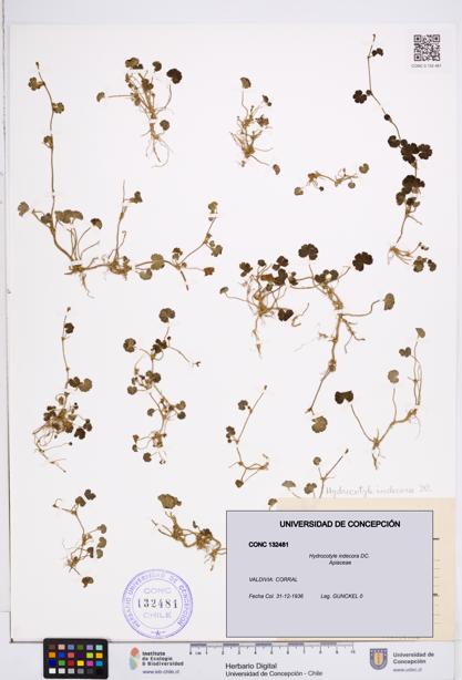 Hydrocotyle indecora [Espécimen: ]