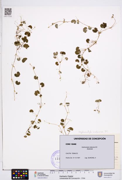 Hydrocotyle indecora [Espécimen: ]