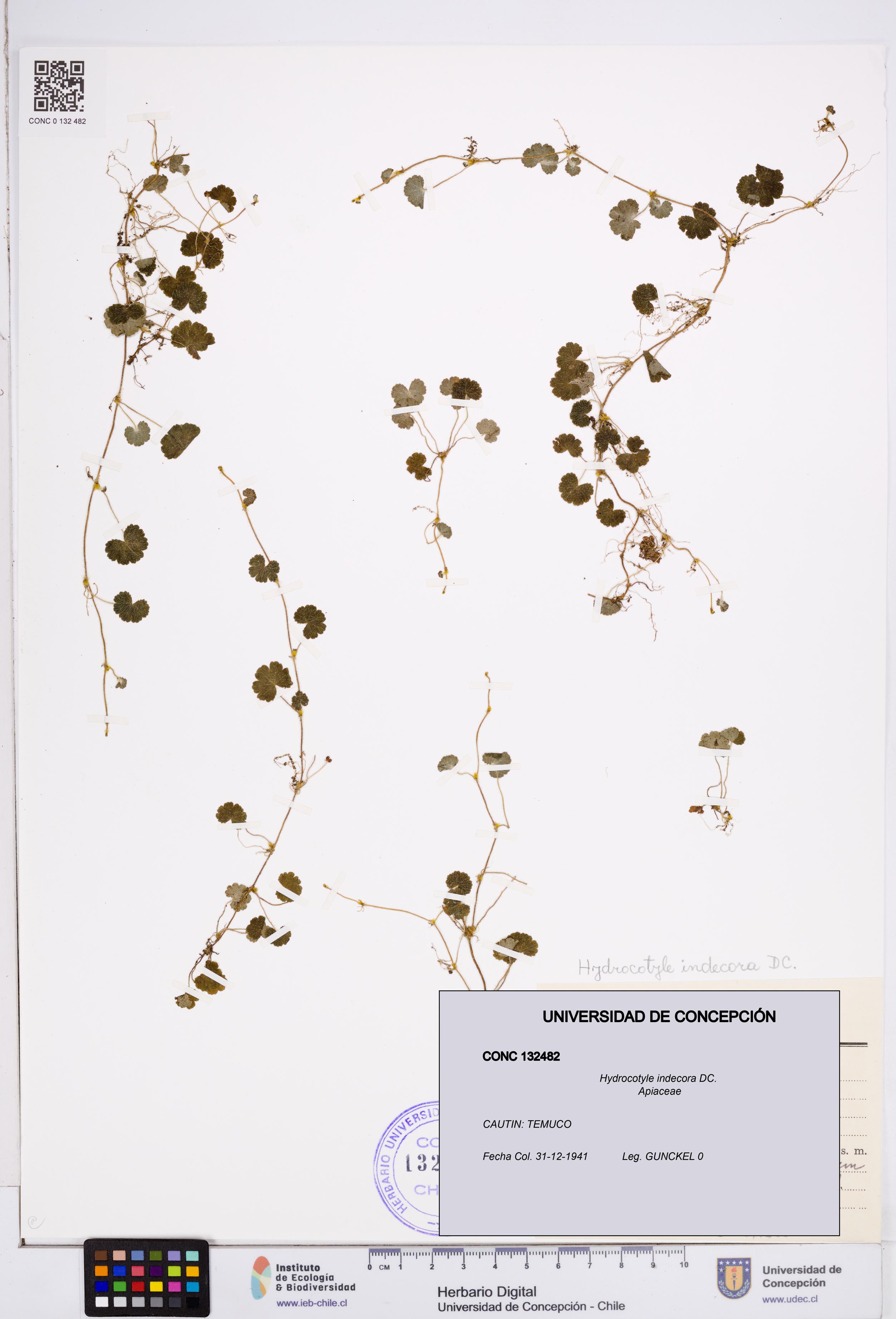 Hydrocotyle indecora [Espécimen: ]