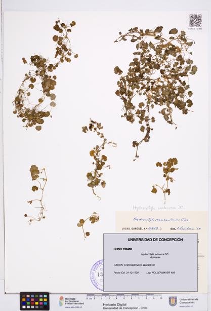 Hydrocotyle indecora [Espécimen: ]