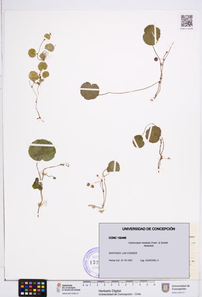 Hydrocotyle modesta [Espécimen: ]