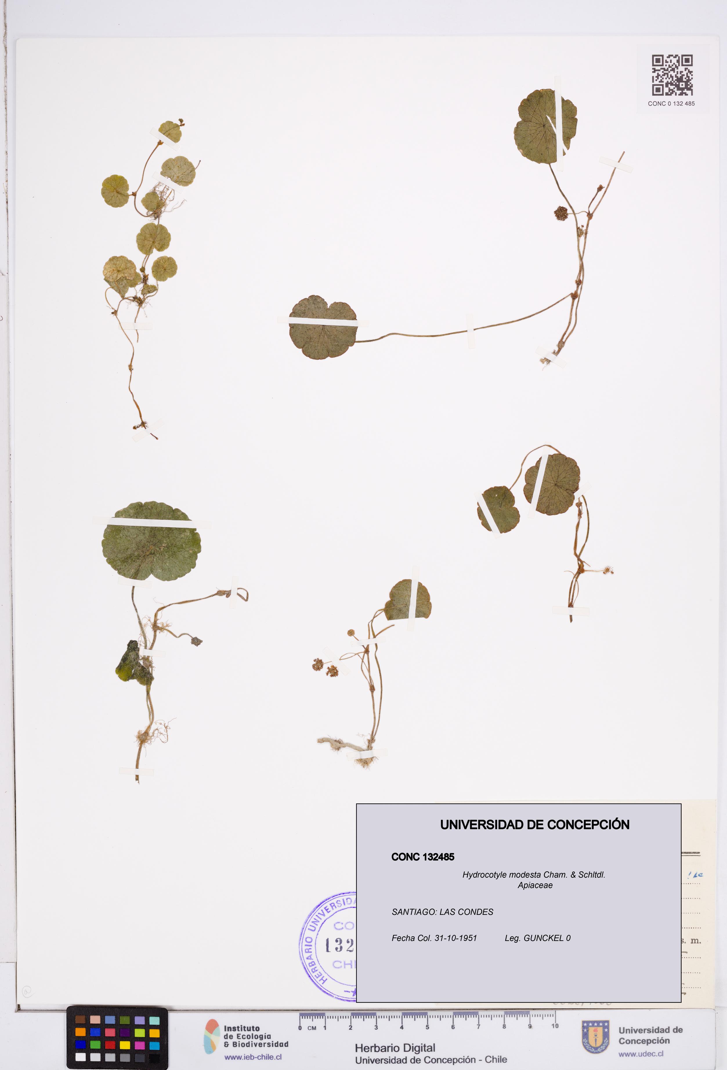 Hydrocotyle modesta [Espécimen: ]