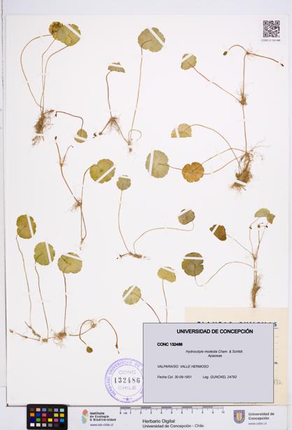 Hydrocotyle modesta [Espécimen: ]