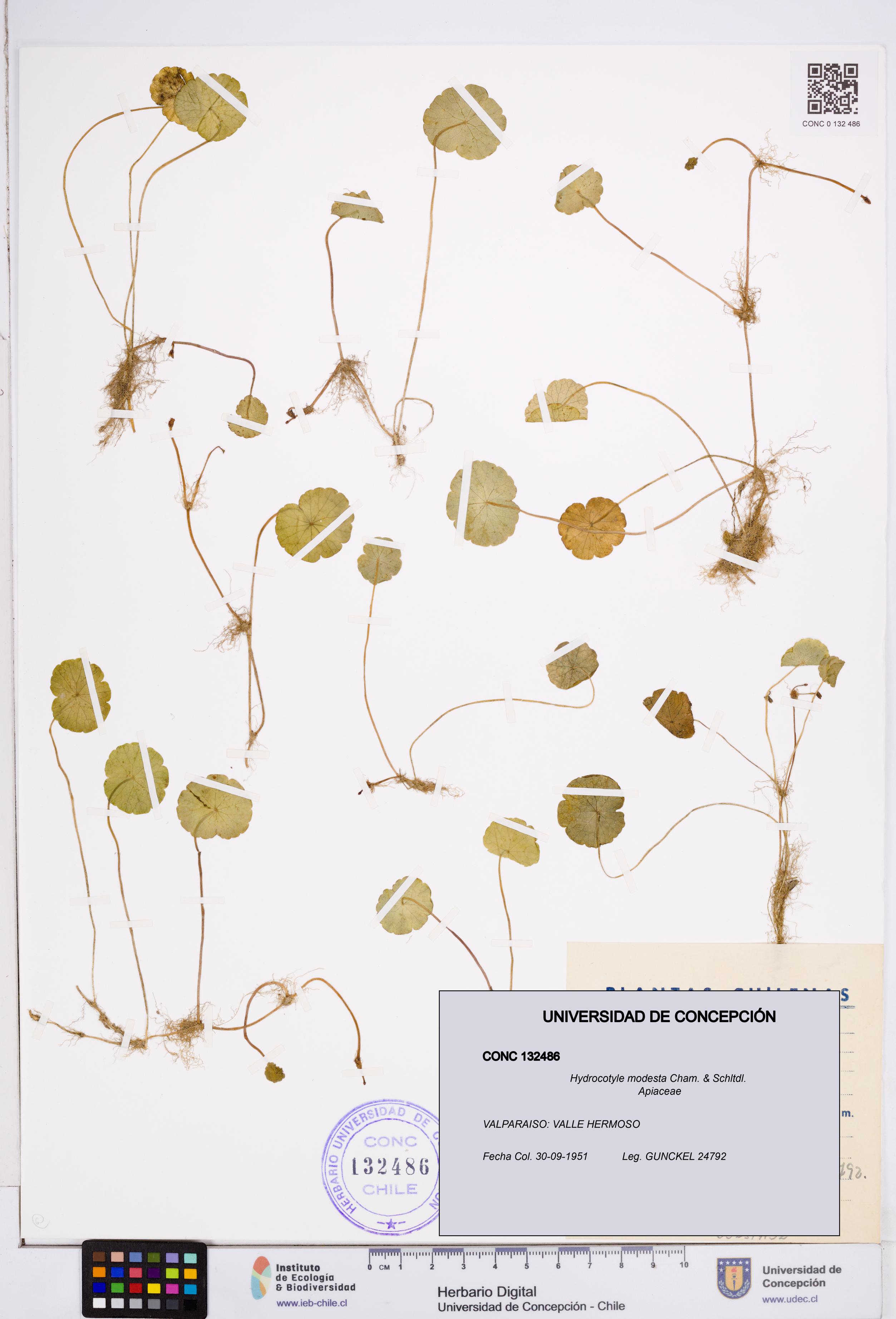 Hydrocotyle modesta [Espécimen: ]