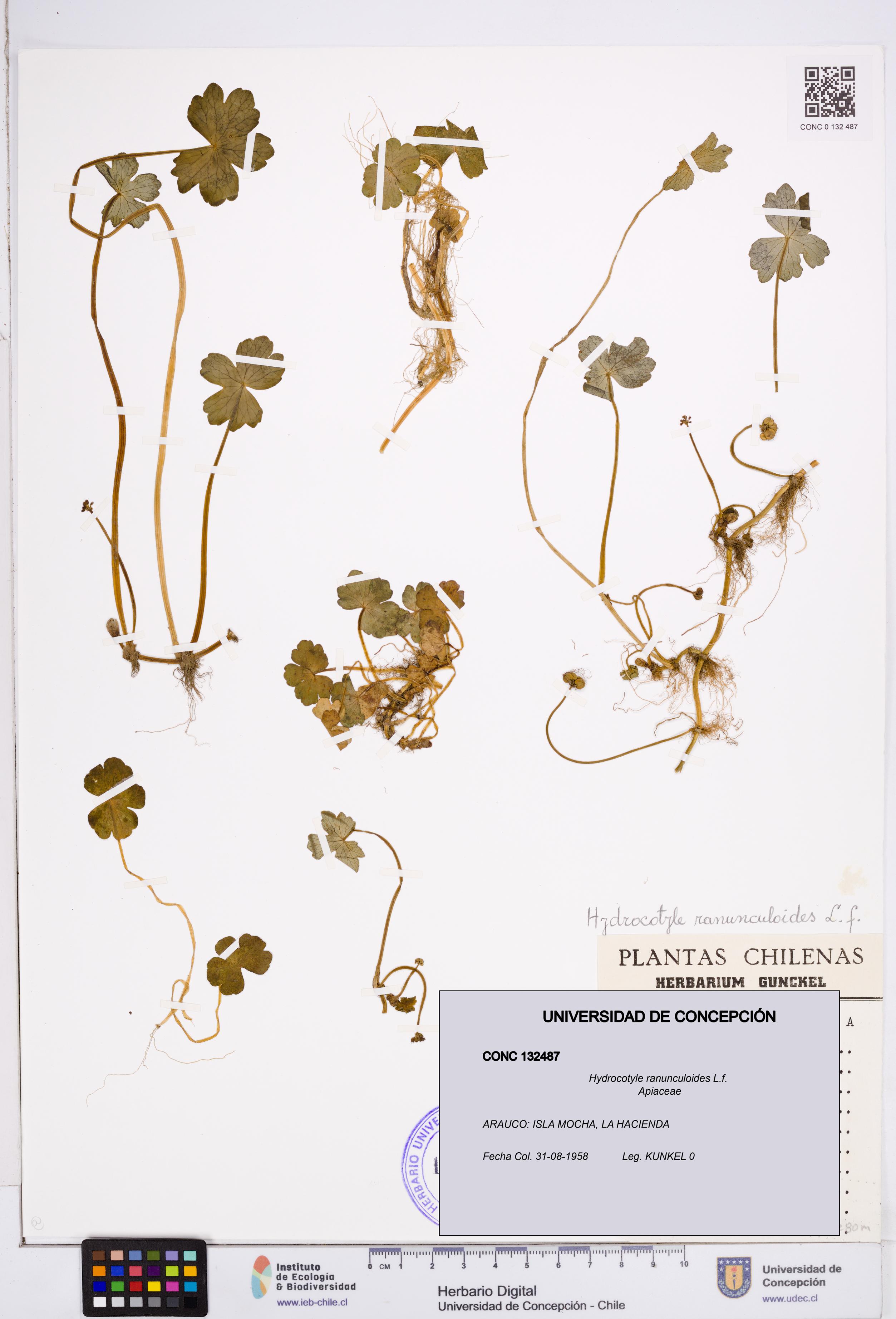Hydrocotyle ranunculoides [Espécimen: ]
