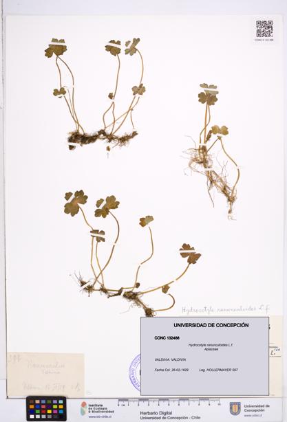 Hydrocotyle ranunculoides [Espécimen: ]
