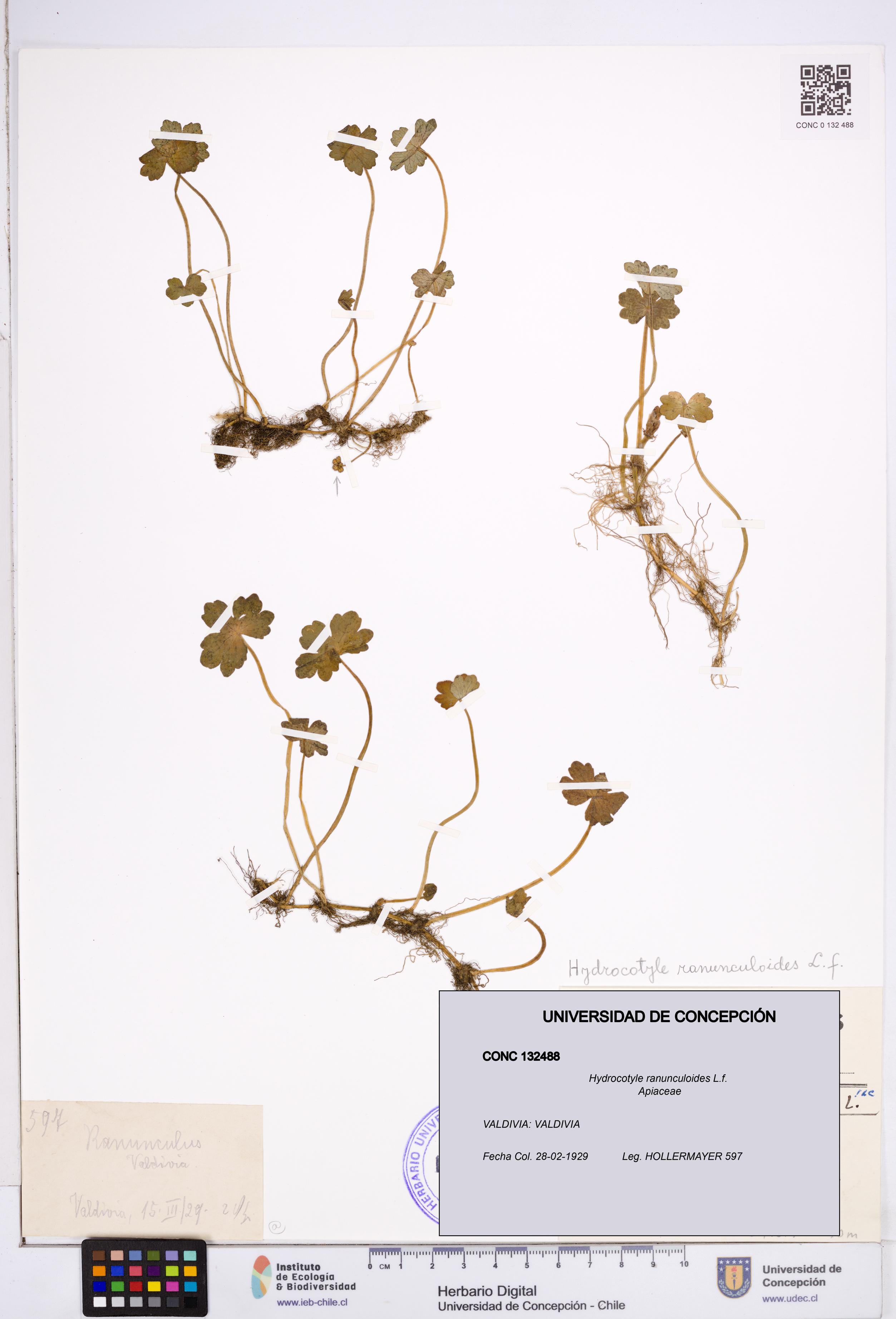 Hydrocotyle ranunculoides [Espécimen: ]